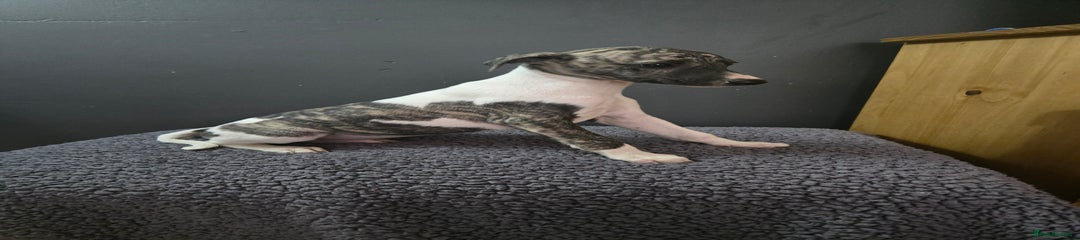 Whippet Puppy 3