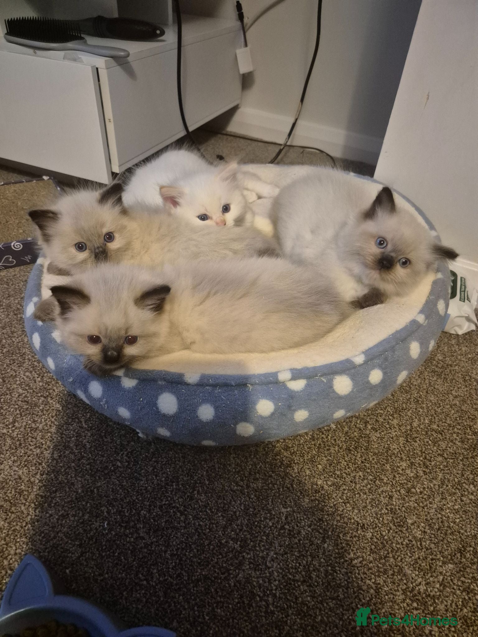 Ragdoll cats Ragdoll kittens ready now for there new homes - Advert 3