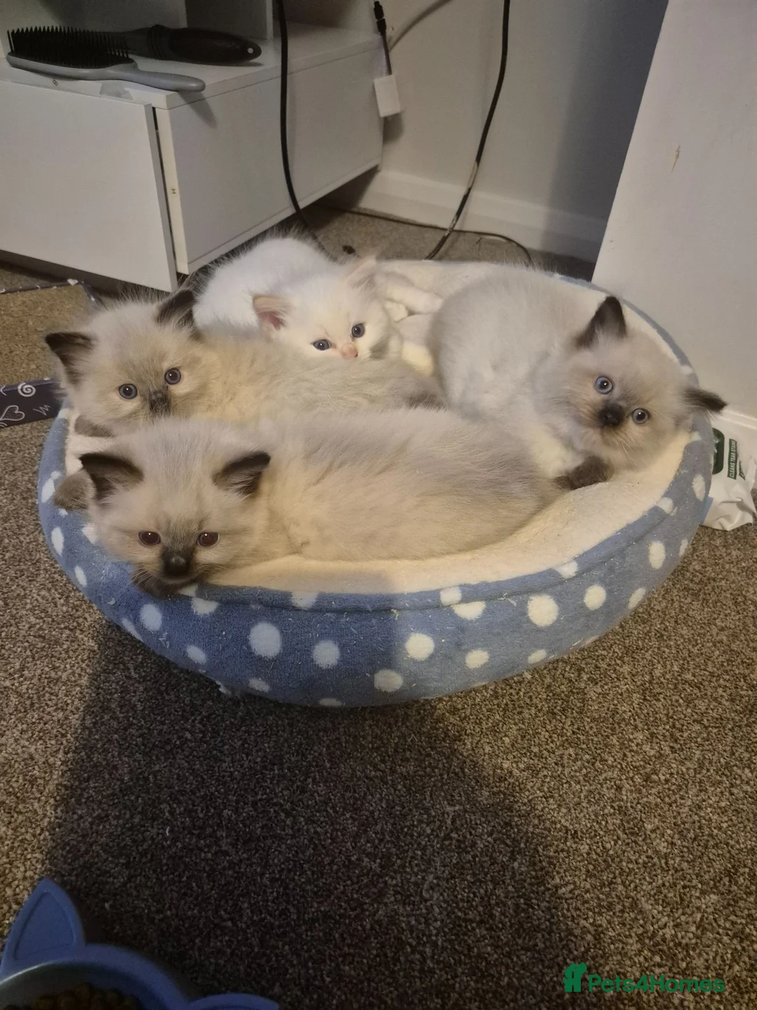Ragdoll cats for sale: Ragdoll kittens ready now for there new homes - Advert 1