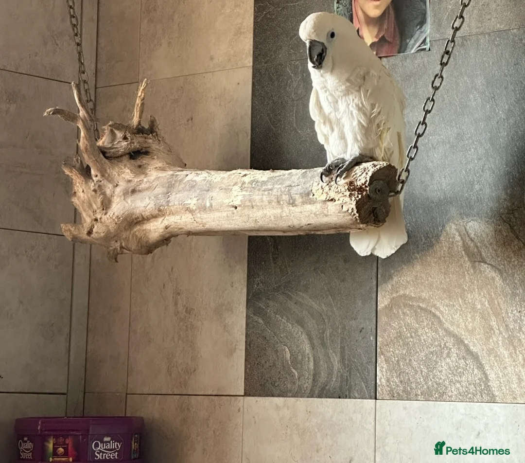 Cockatoo birds for sale:  Umbrella Cockatoo  - Advert 7