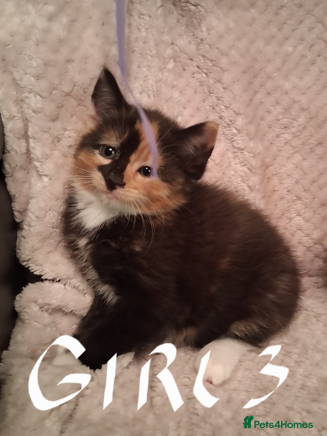 Maine Coon cats for sale: Beautiful Maine Coon kittens  - Advert 20