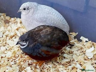 Quail poultry Healthy Quails for Sale! Eggs, Chicks Adults - Advert 3