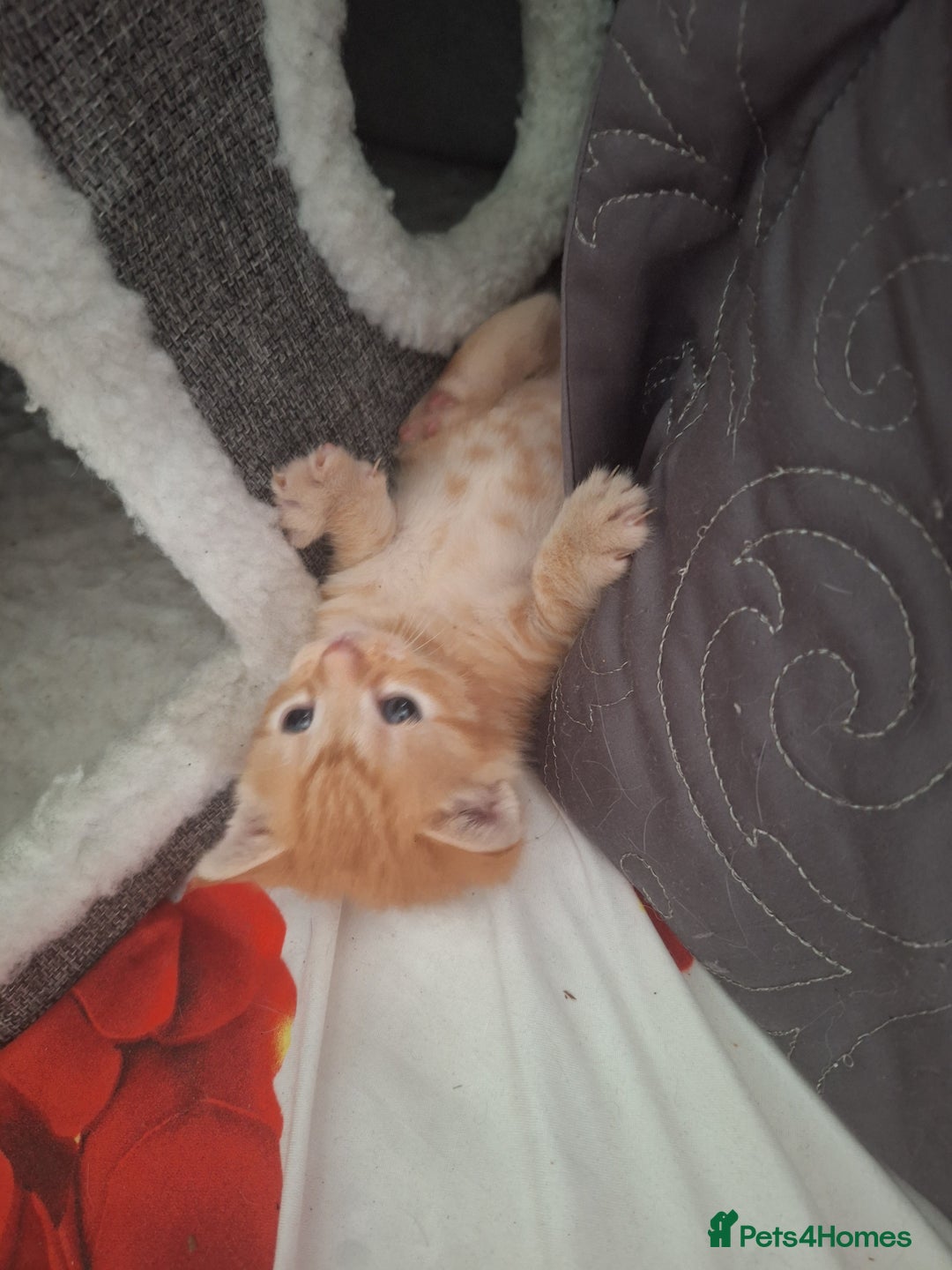 Mixed Breed cats for sale: Kittens ready for forever home - Image 12
