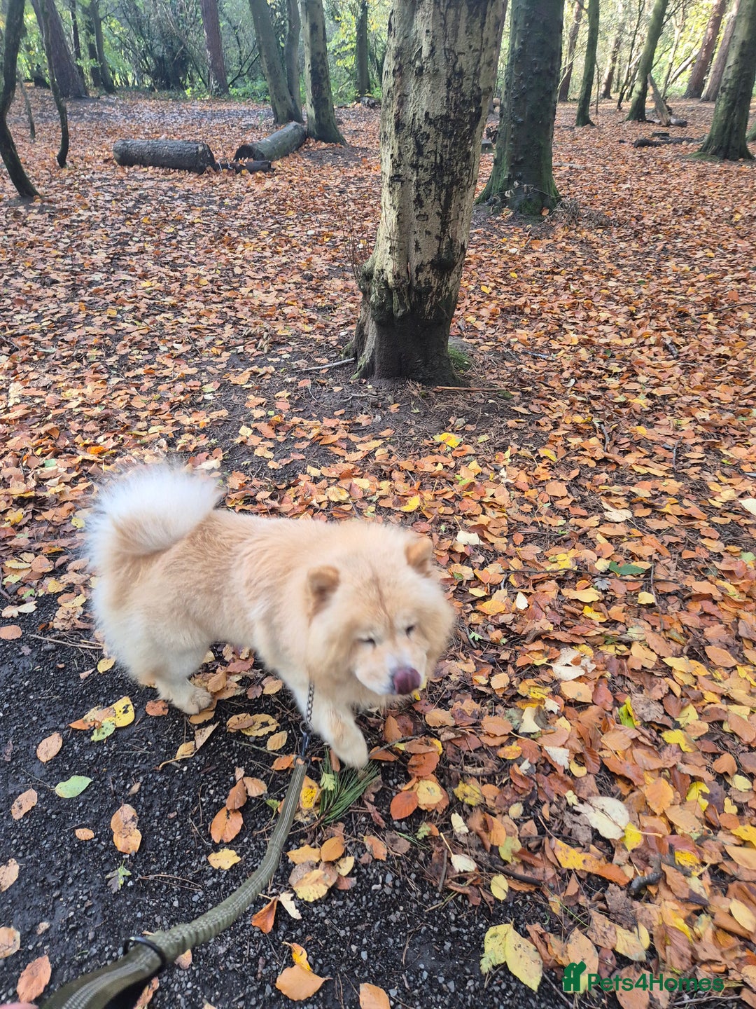 Chow Chow dogs for sale: Male chow chow - Image 3