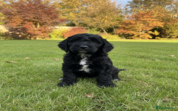 Cockapoo dogs for sale: F2b Cockapoo Puppies - 3 x girls still available - Image 11