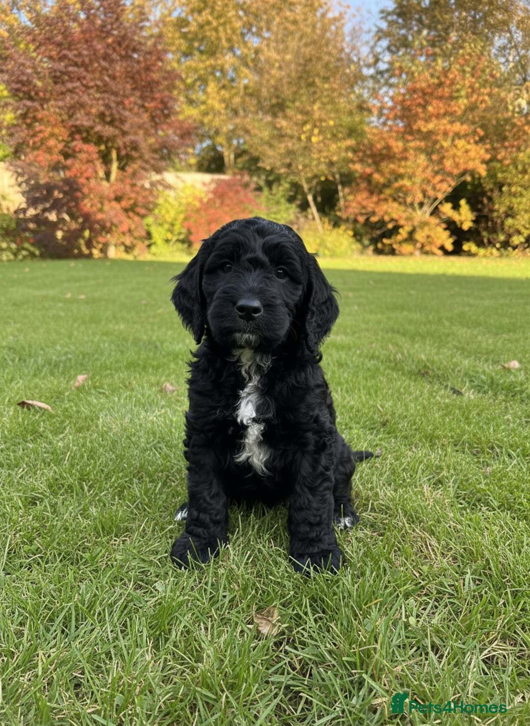Cockapoo dogs for sale: F2b Cockapoo Puppies - 3 x girls still available - Image 11