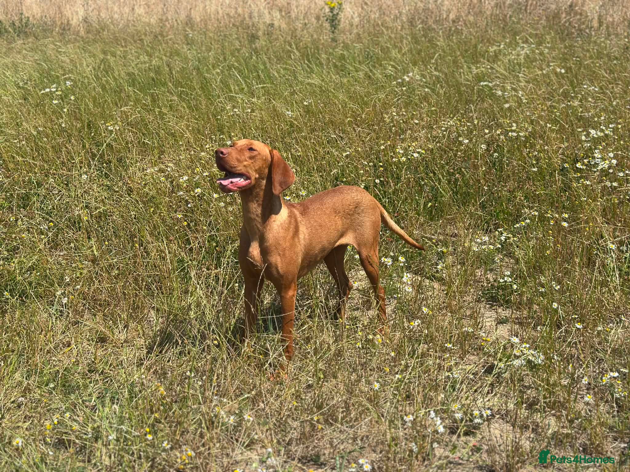 Hungarian Vizsla dogs 10month old girls for pet homes - Advert 2