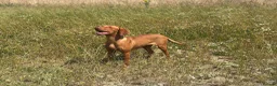 Hungarian Vizsla dogs for sale: 10month old girls for pet homes - Advert 2
