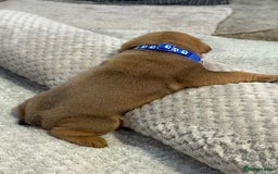 English Bulldog dogs for sale: English Bulldog puppies for sale KC registered  - Image 15