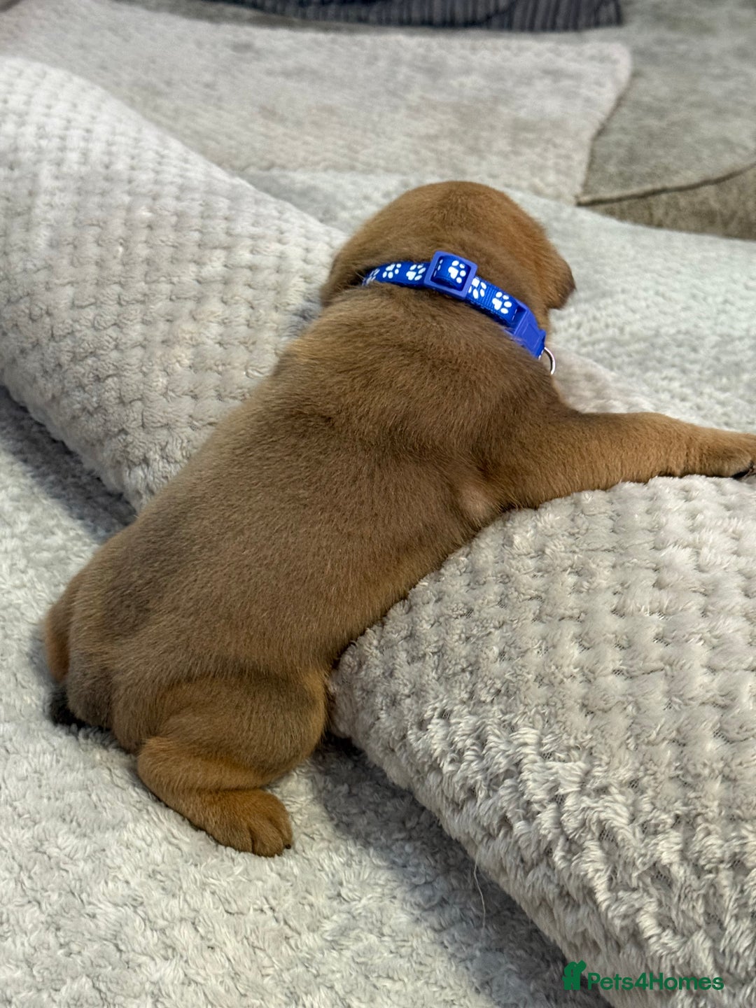 English Bulldog dogs for sale: English Bulldog puppies for sale KC registered  - Image 15