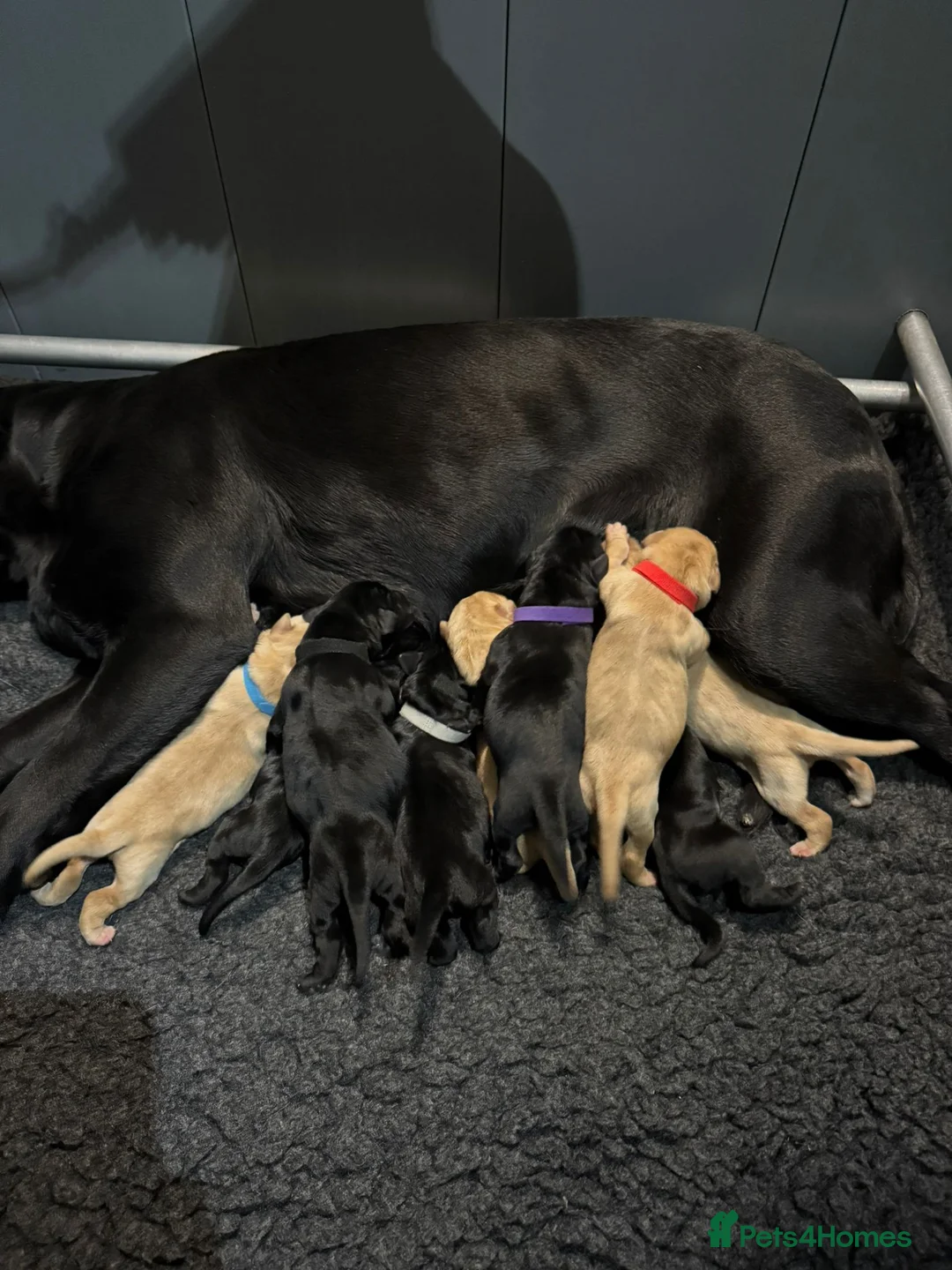 Labrador Retriever dogs for sale: Beautiful Labrador Puppies in Witham - Advert 5