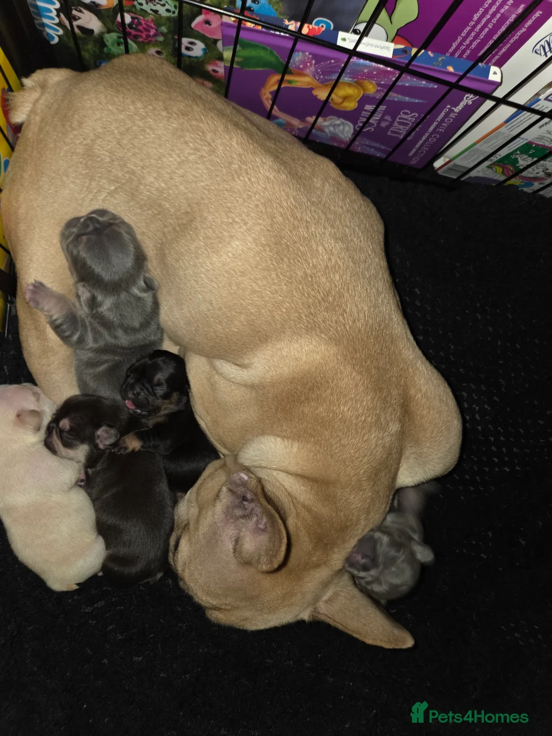French Bulldog dogs for sale: Litter of french bulldog puppies - Advert 2