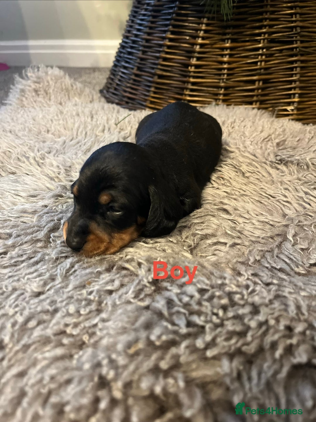 Miniature Dachshund dogs for sale: KC reg PRA clear Mini smooth Dachshund pups - Advert 10