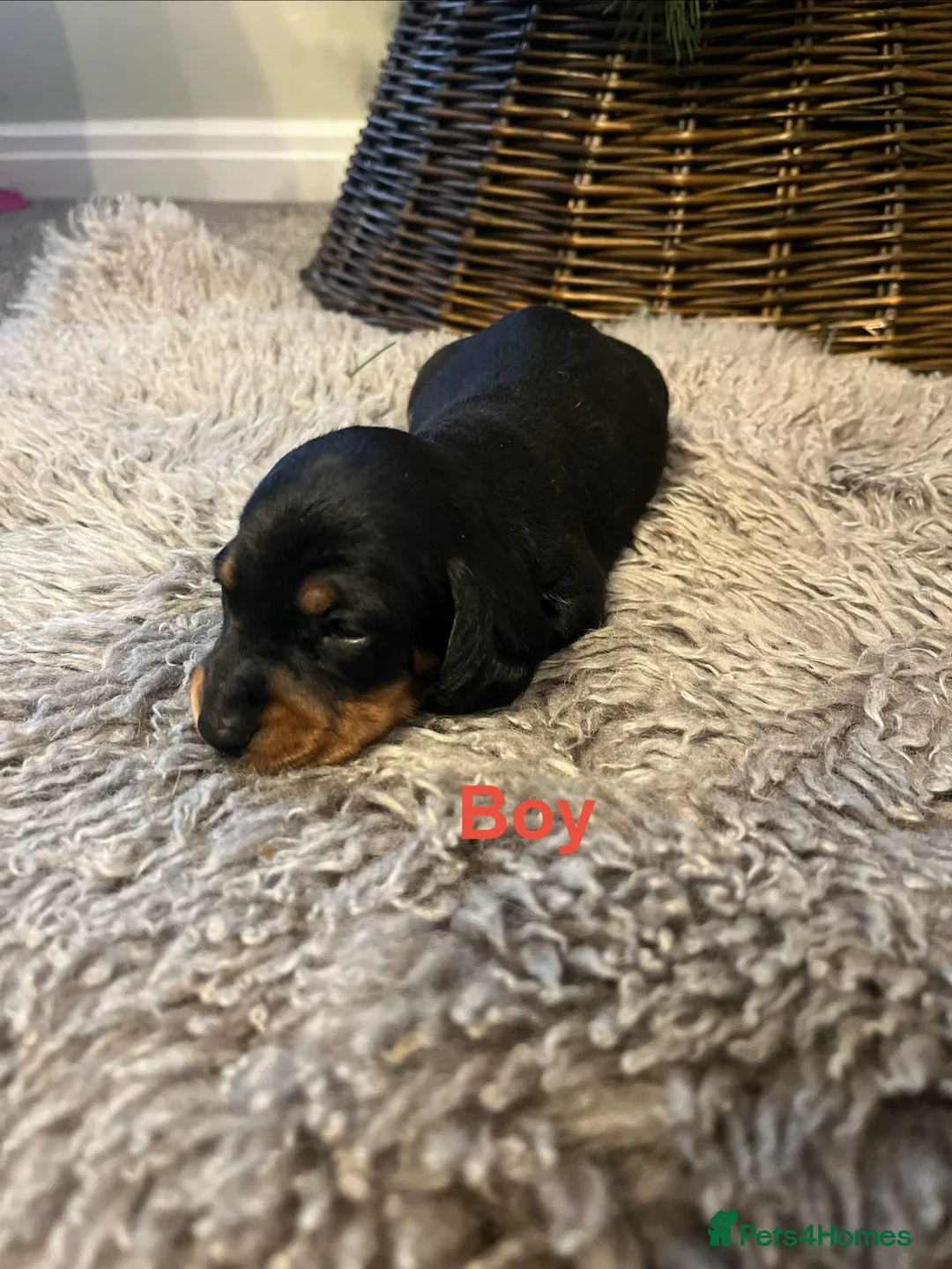 Miniature Dachshund dogs for sale: READY TO GO, 1 girl left! KC, PRA clear  - Advert 19