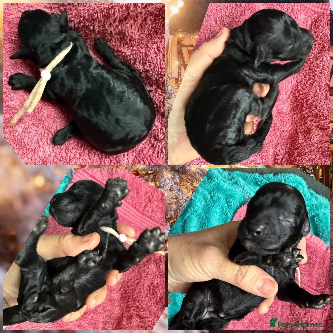 Cockapoo dogs for sale: F1b Cockapoo puppies 1M 1F remaining - Advert 4