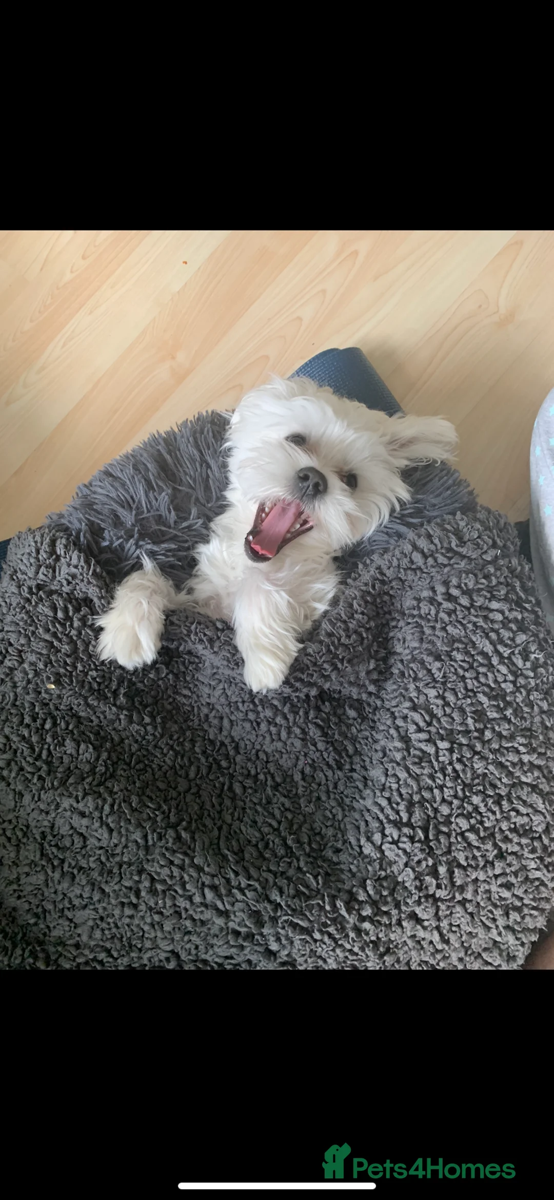 Maltese dogs for stud: Male Pure bred Maltese available for Stud - Advert 4