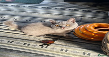 British Shorthair cats in Croydon - Advert 6