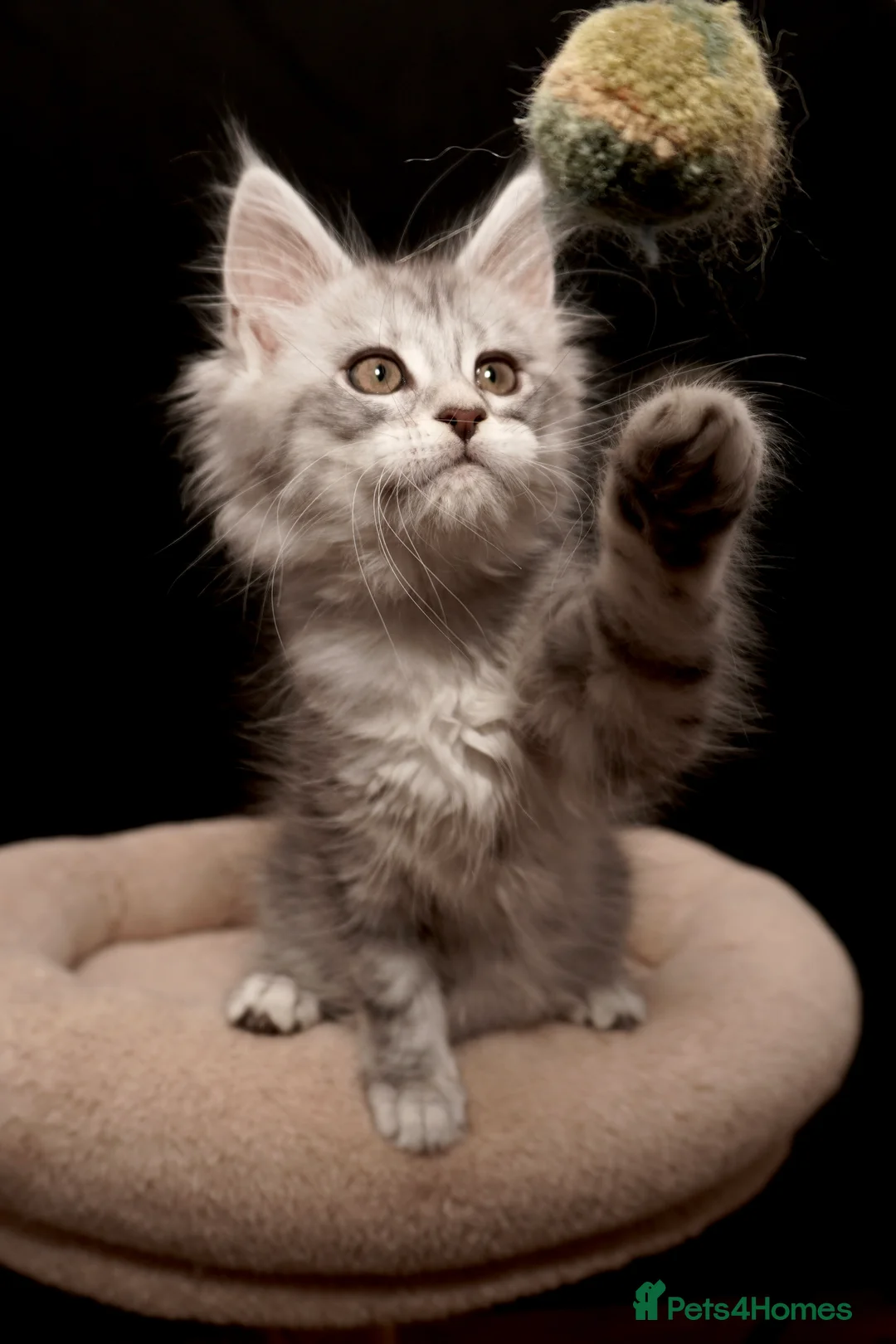 Maine Coon cats for sale: Black Silver classic tabby Mainecoon kittens - Advert 18