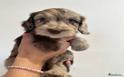 Mixed Breed dogs for sale: 10x Gorgeous Sproodles - Image 5