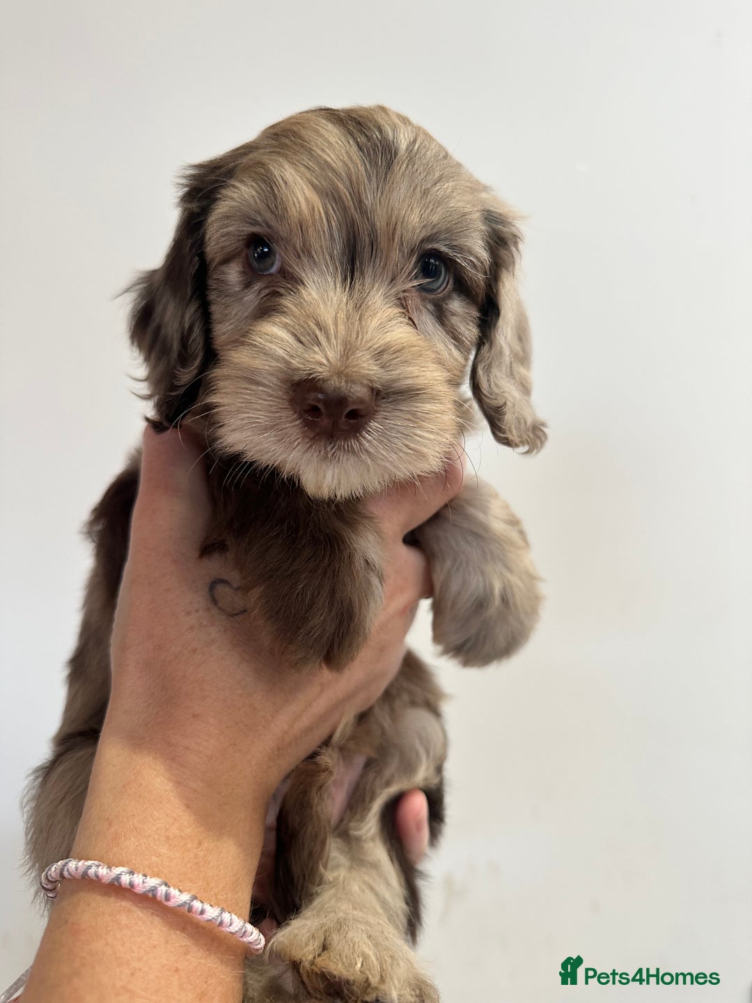 Mixed Breed dogs for sale: 10x Gorgeous Sproodles - Image 5
