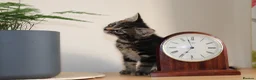 Mixed Breed cats for sale: Tabby Kittens Ready for Collection  - Advert 14