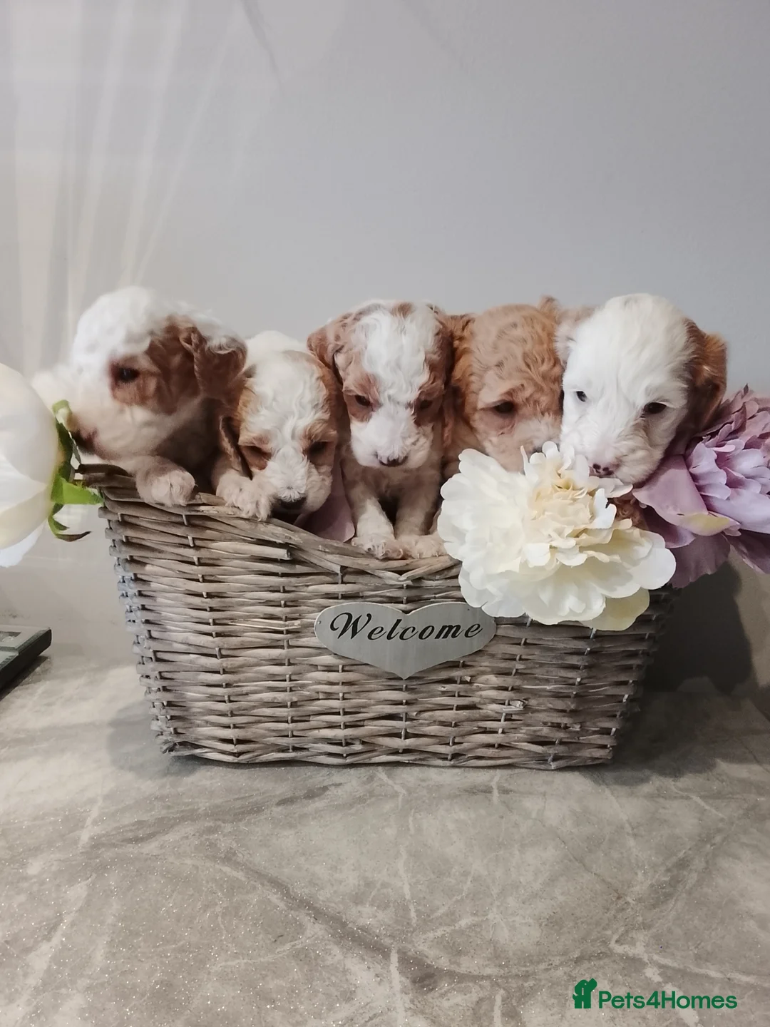Cavapoo dogs for sale: F1b Cavapoo, Last Beautiful Boy Available! - Advert 2