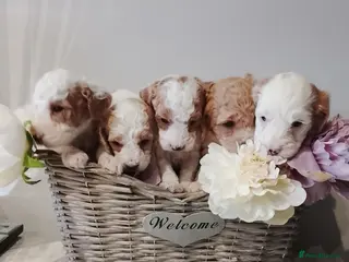 Cavapoo dogs F1b Cavapoo, Last Beautiful Boy Available! - Advert 12