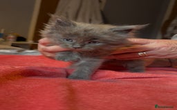 Maine Coon cats for sale: 4 stunning ACTIVE tica registered Maine coons - Image 8