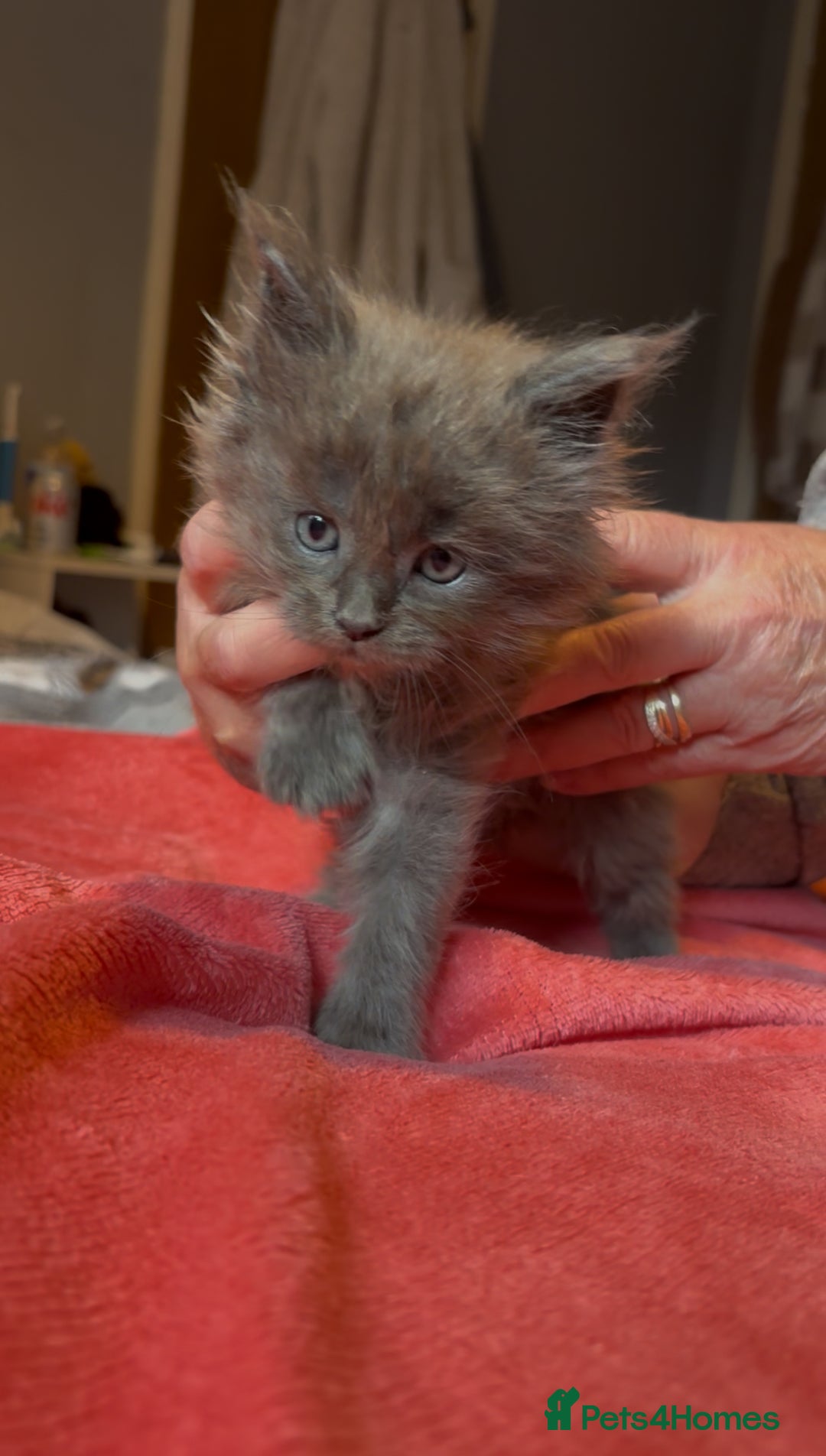Maine Coon cats for sale: 4 stunning ACTIVE tica registered Maine coons - Image 8