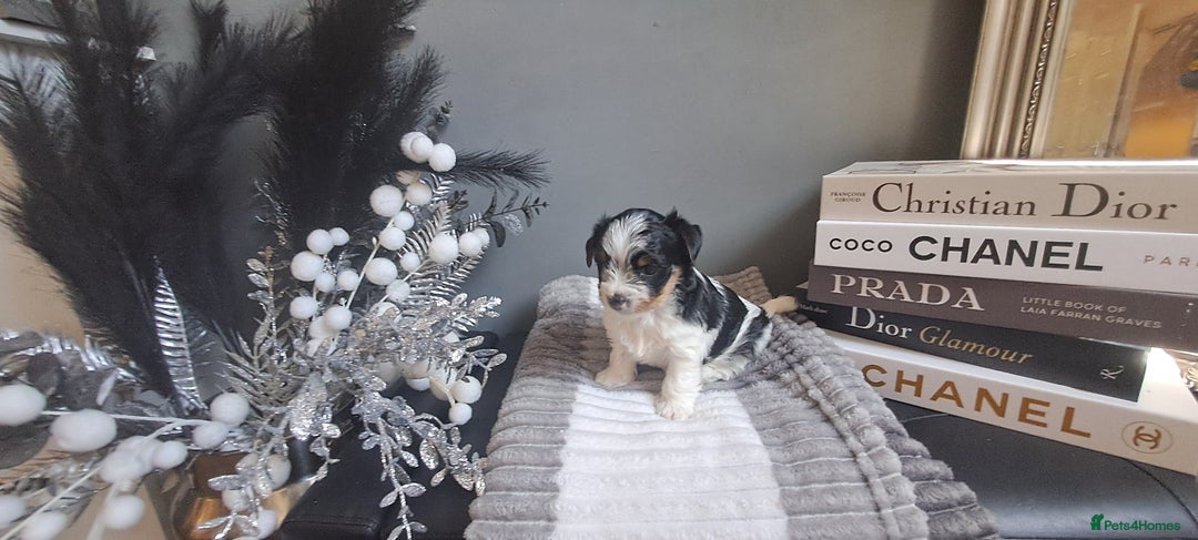 Yorkshire Terrier dogs for sale: Beautiful Biewer Yorkshire pups*LASTBOY Readynow* in Andover - Image 35
