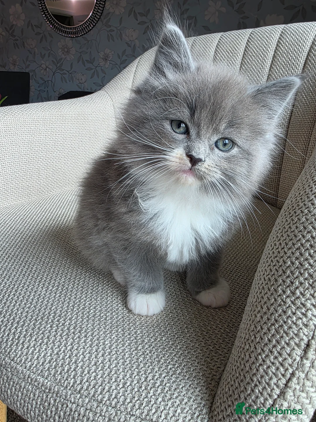 Ragcoon cats for sale: Adorable Maine Coon x Ragdoll Kittens - Advert 1