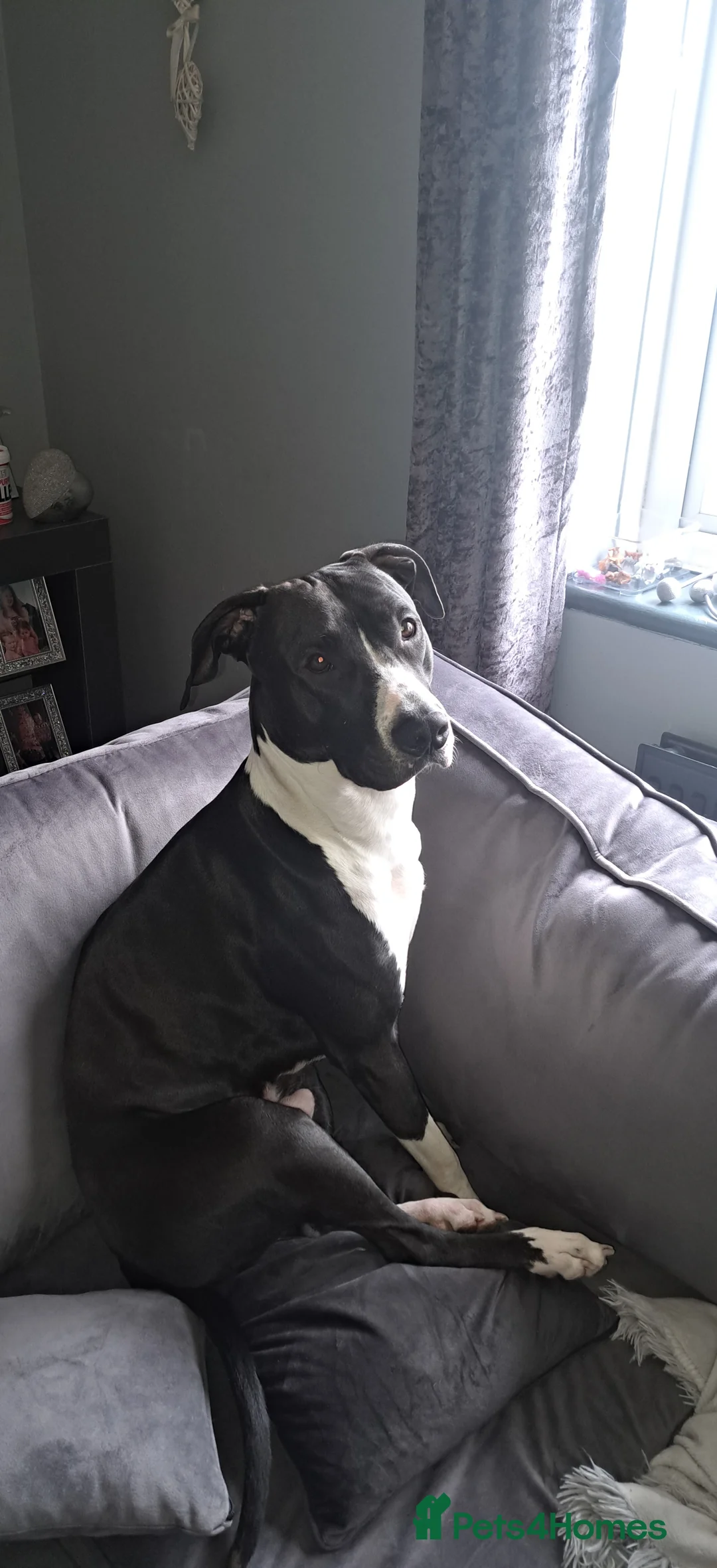 Lurcher dogs for stud: Lurcher for stud - Advert 4