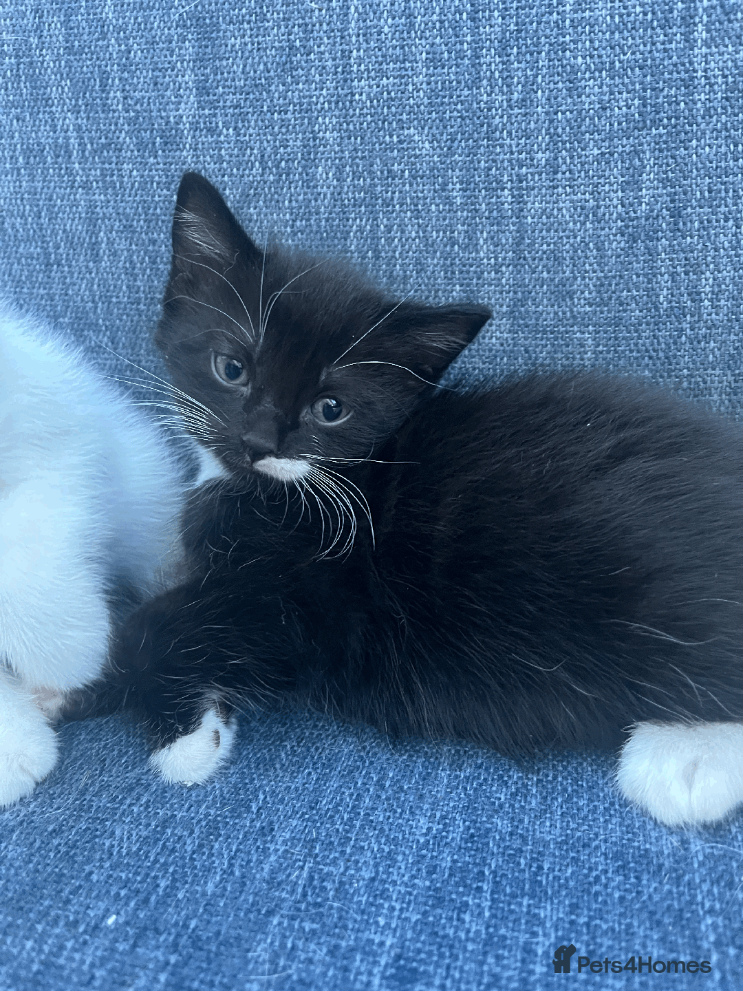 Mixed Breed cats for sale: British Shorthair Cross kittens  - Image 6
