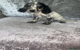 Cocker Spaniel dogs for sale: MERLE COCKER SPANIEL PUPPIES  - Image 2