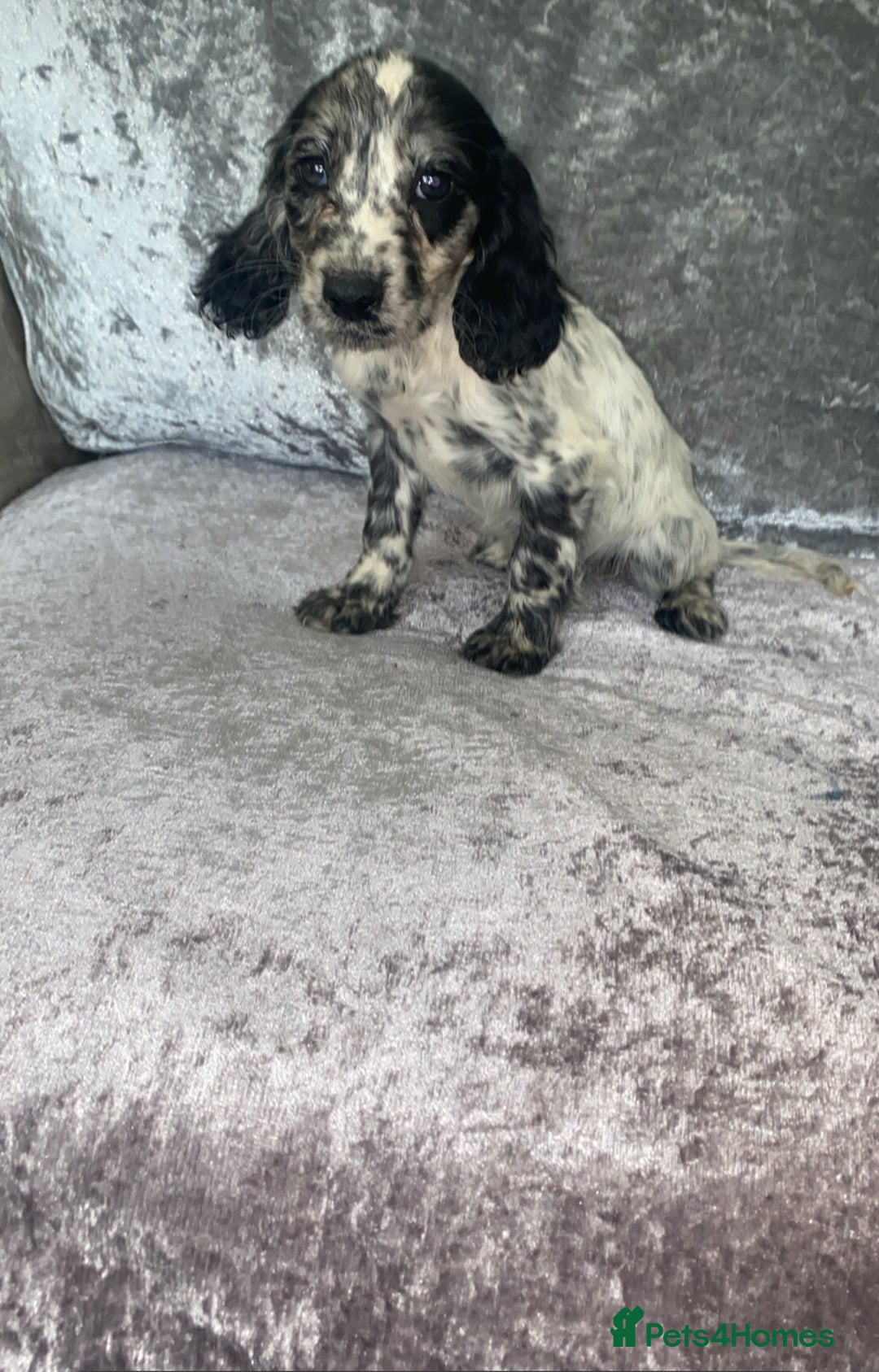 Cocker Spaniel dogs for sale: MERLE COCKER SPANIEL PUPPIES  - Image 2