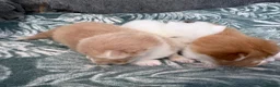 British Longhair cats for sale: British long hair crossed chunky kittens - Advert 9
