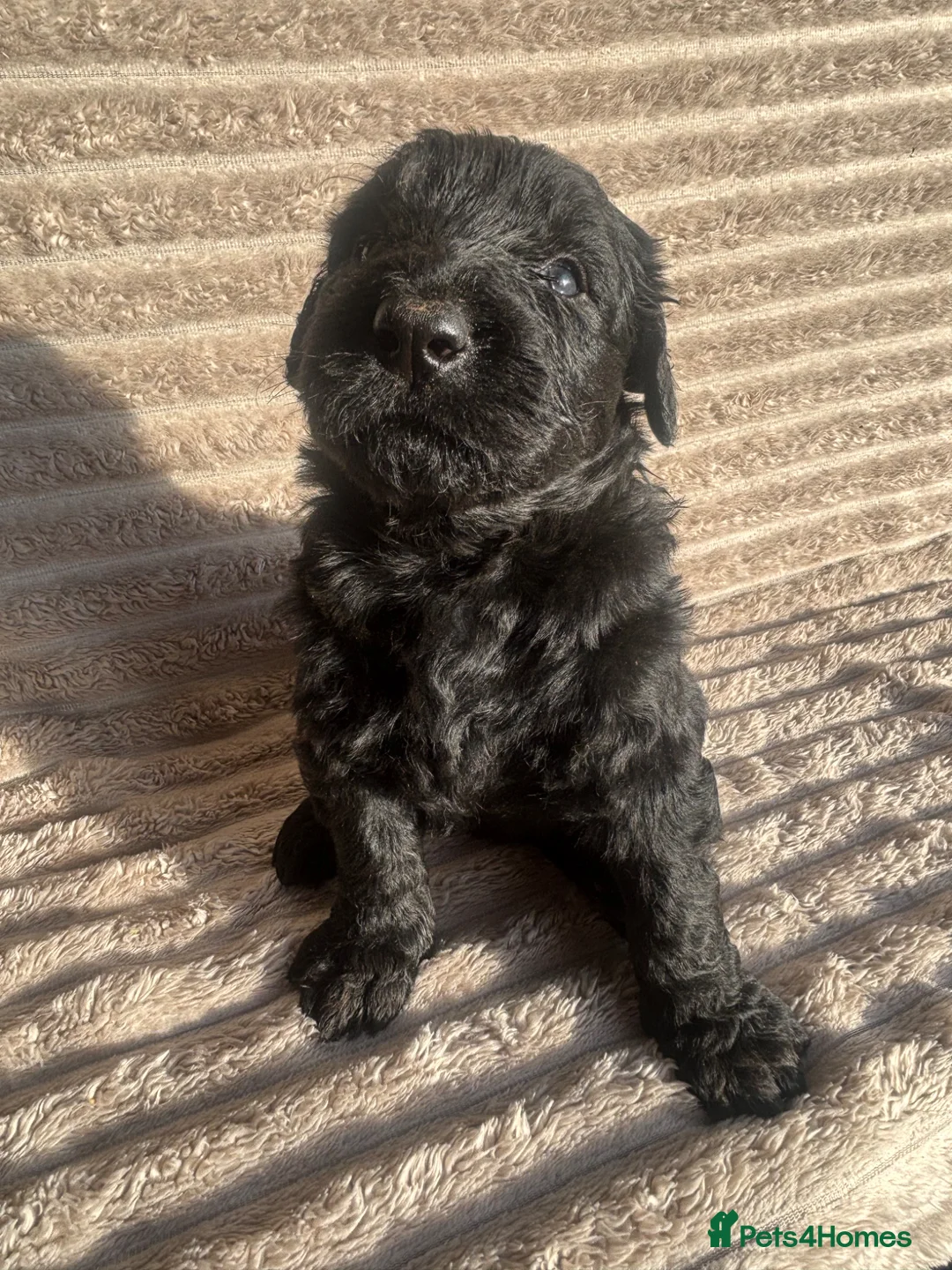 Giant Schnauzer dogs for sale: KC Giant Schnauzer Puppies in Newport - Advert 1