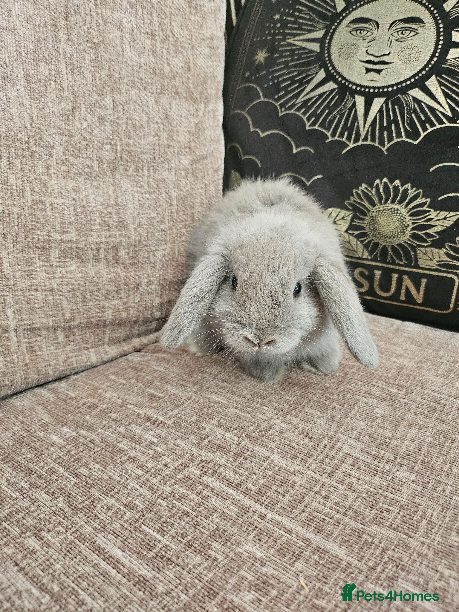 Mini Lop rabbits Last baby mini lop - Advert 11