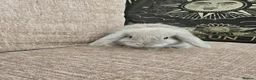 Mini Lop rabbits for sale: Mini Lops for Sale - Advert 5