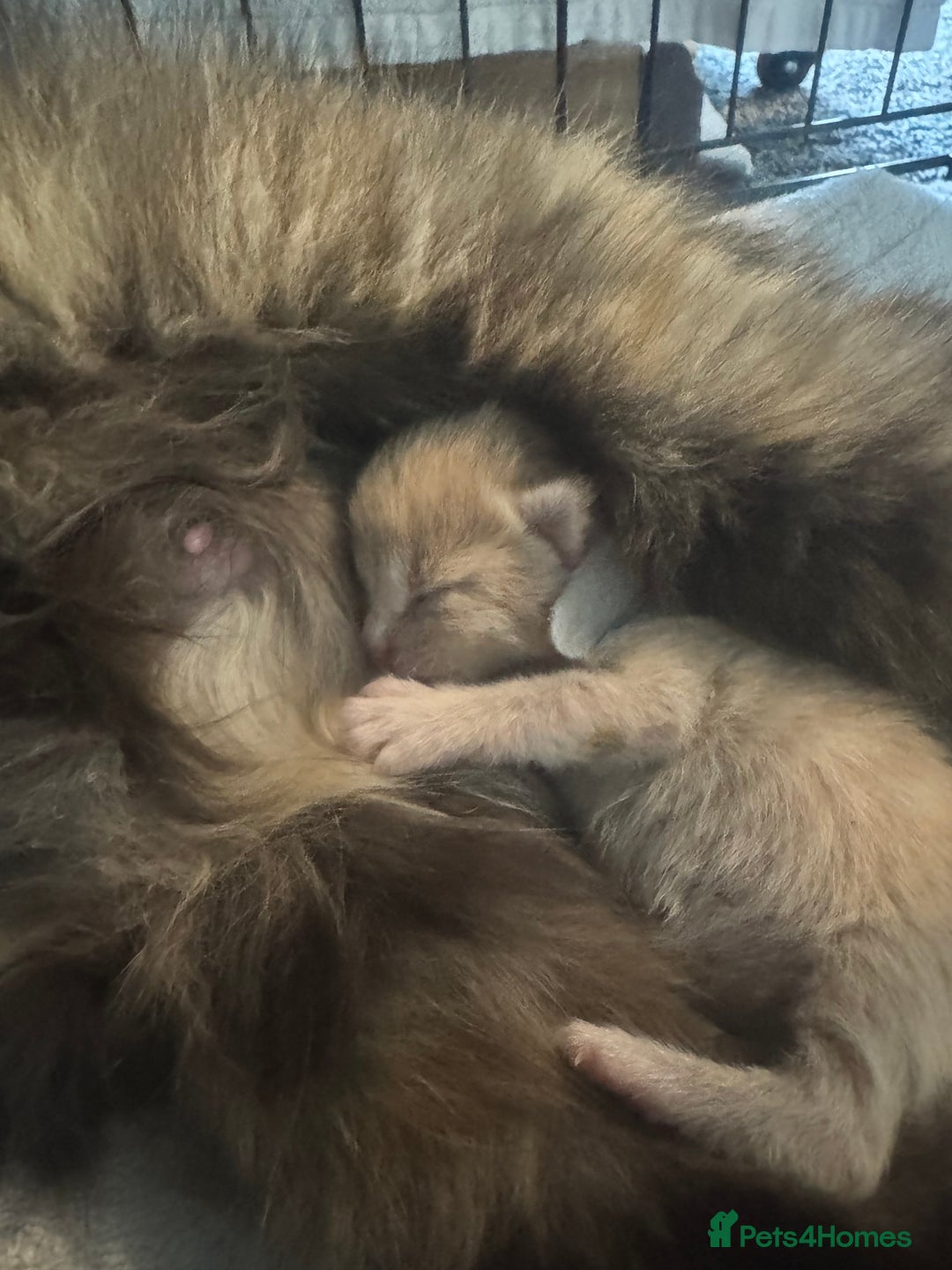 Mixed Breed cats for sale: Two Gorgeous Maine Coon cross Kittens. - Image 8