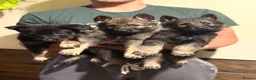 German Shepherd dogs for sale: German Shepherd Puppies - Advert 2