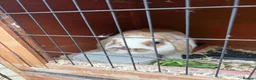 Cashmere Lop rabbits for sale: Cashmere lop rabbit  in Bridlington - Advert 2