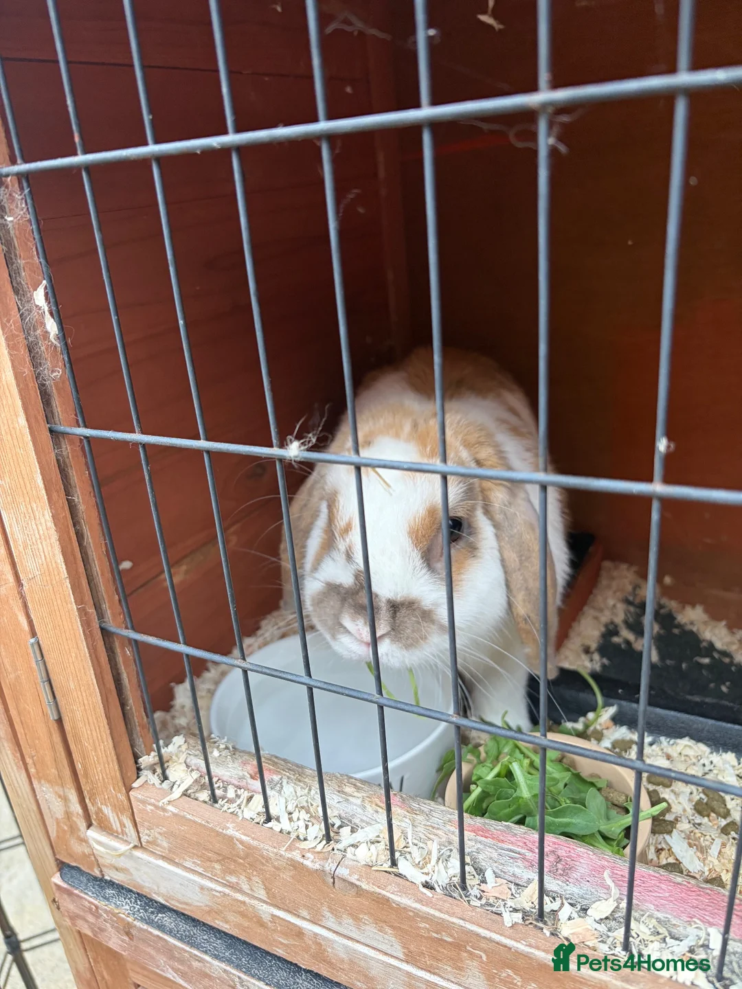 Cashmere Lop rabbits for sale: Cashmere lop rabbit  in Bridlington - Advert 2