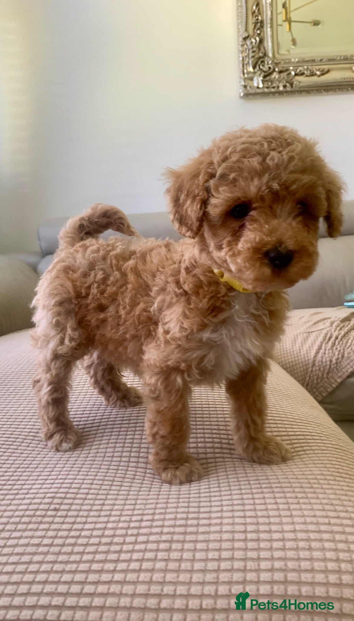Toy Poodle dogs 🐩Outstanding Toy Poodle Puppies – Ready to view🐩 - Advert 1