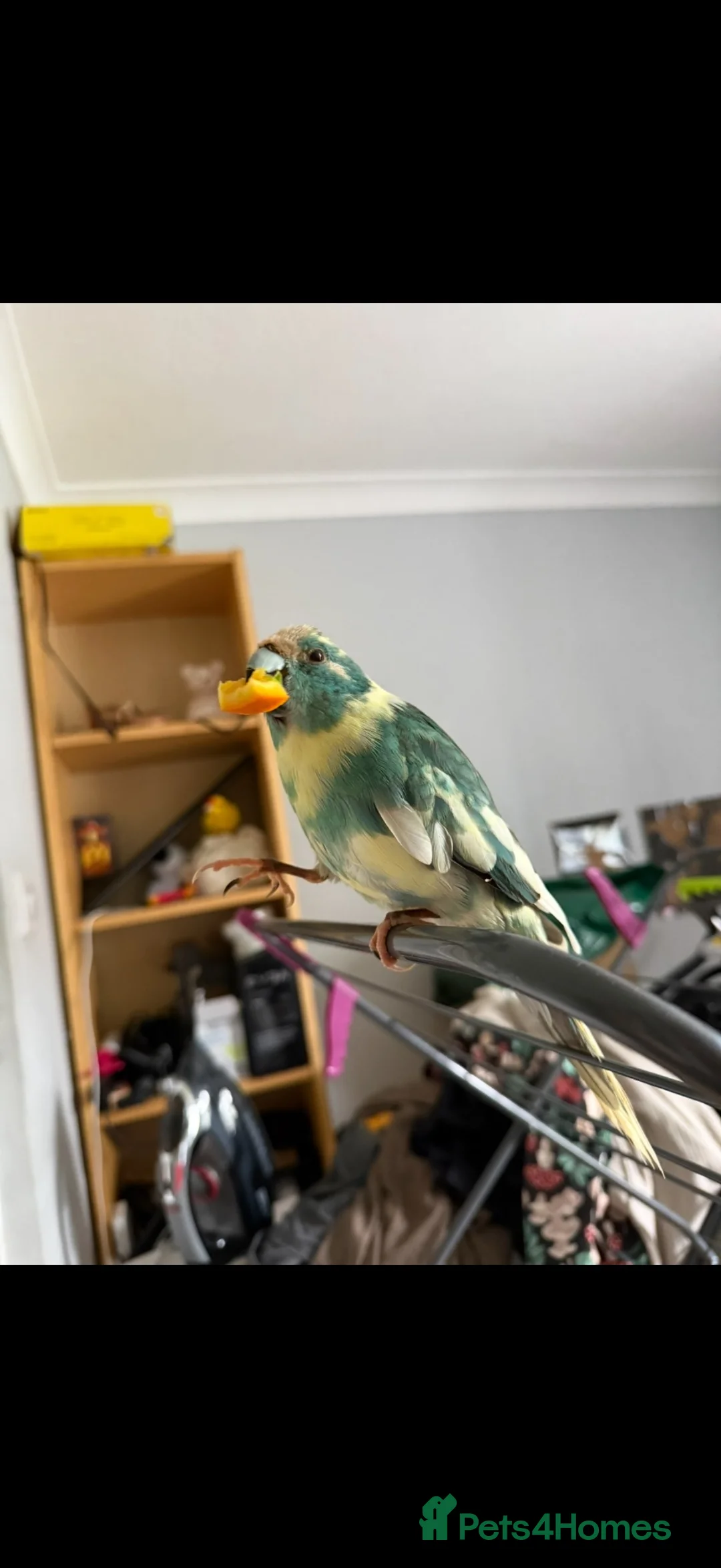 Parakeets birds for sale: Kakariki Bonded Pair (Colour Mutations) - Advert 2