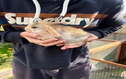 Mini Lop rabbits for sale: Gorgeous Mini Lop Bunny Rabbits - Image 4