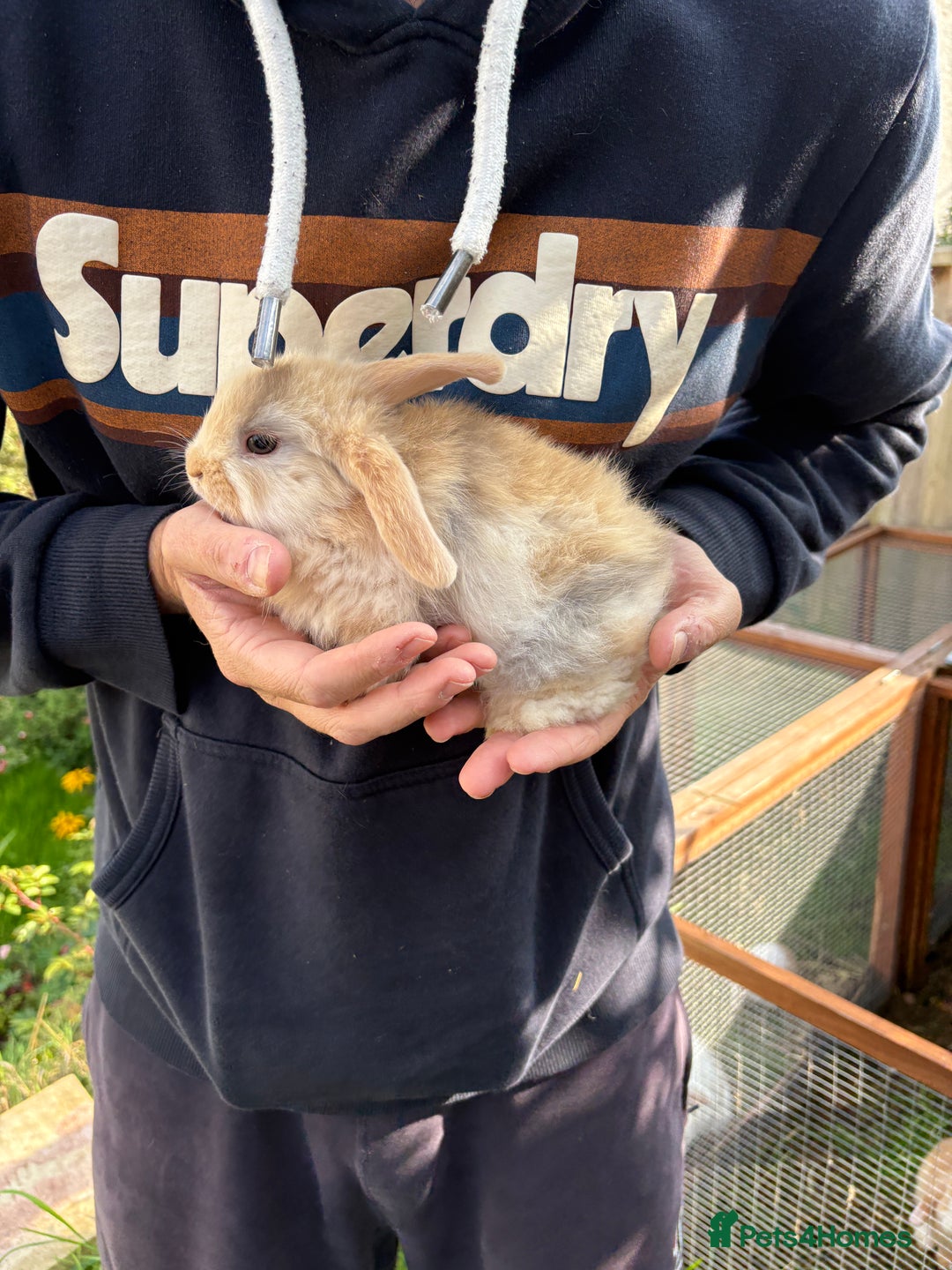 Mini Lop rabbits for sale: Gorgeous Mini Lop Bunny Rabbits - Image 4