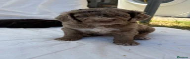 Cockapoo 3