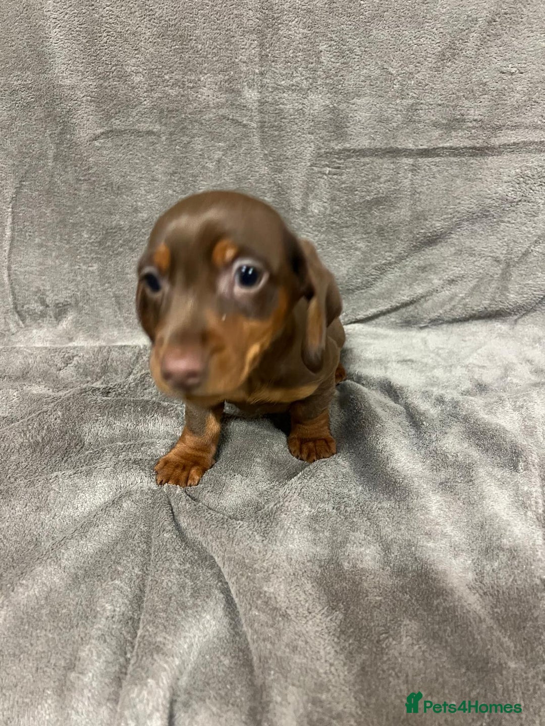 Miniature Dachshund dogs for sale: Miniature dachshund  - Advert 5