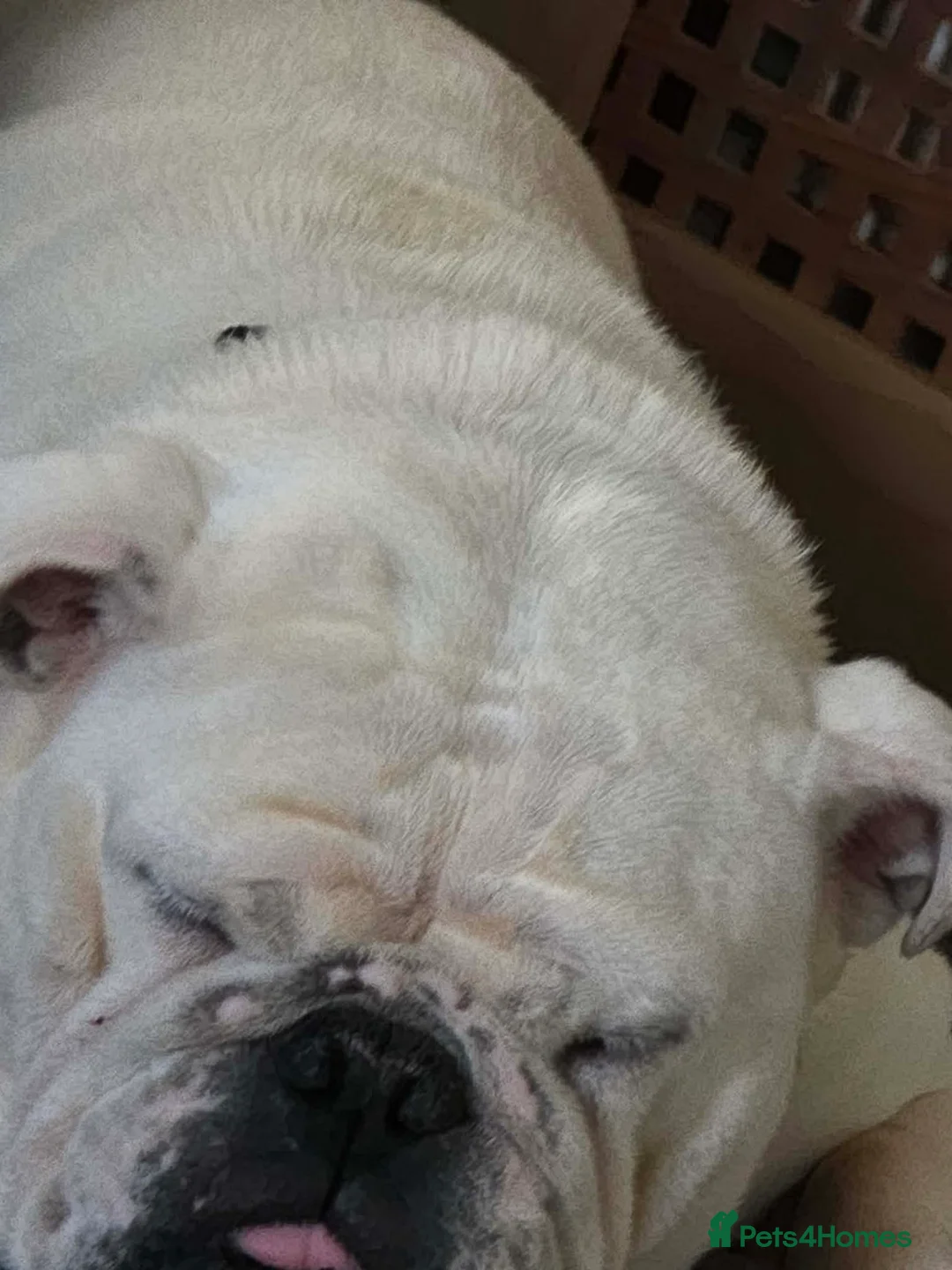 Olde English Bulldogge dogs for sale: Sophie looking for a new set of legs to sleep on in Preston - Advert 2